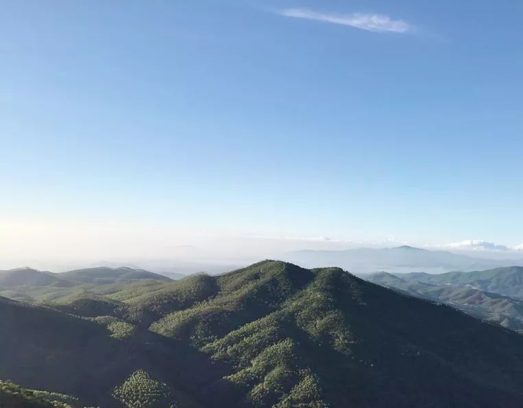 富硒单丛茶是什么茶