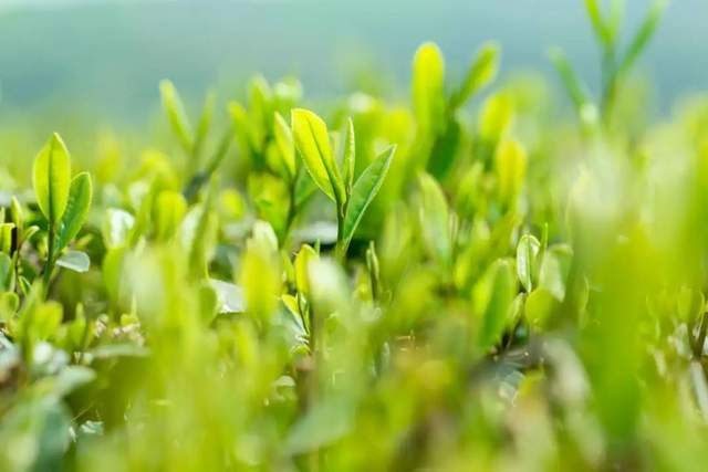 陕西特产紫阳富硒茶