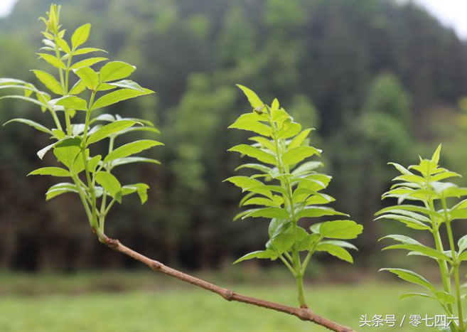 富硒藤茶和莓茶区别