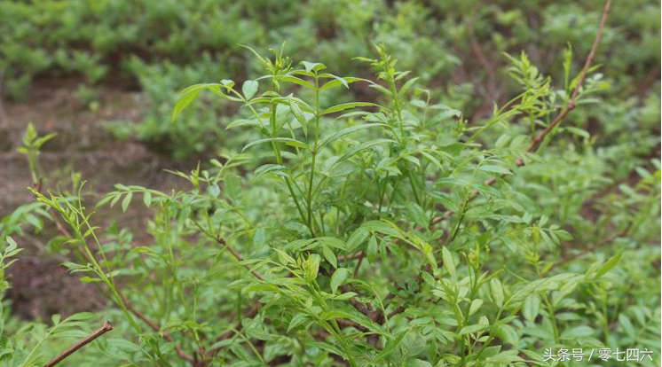 富硒藤茶和莓茶区别