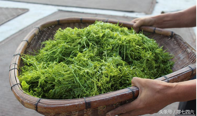 富硒藤茶和莓茶区别