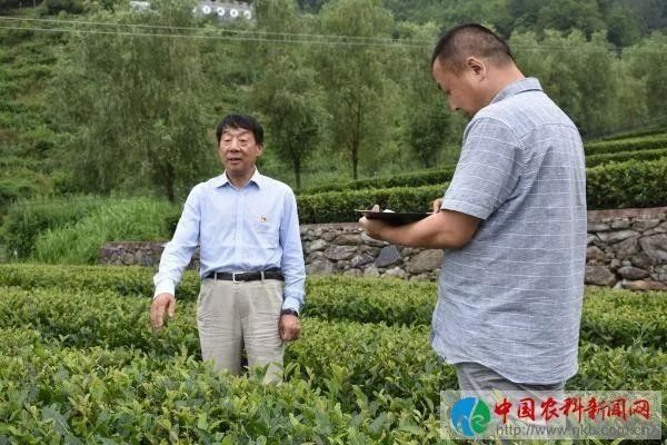 京康富硒茶是什么茶