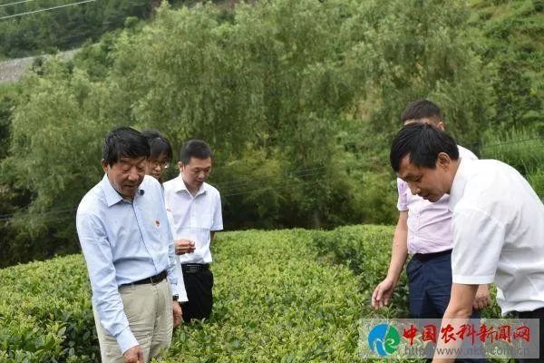 京康富硒茶是什么茶