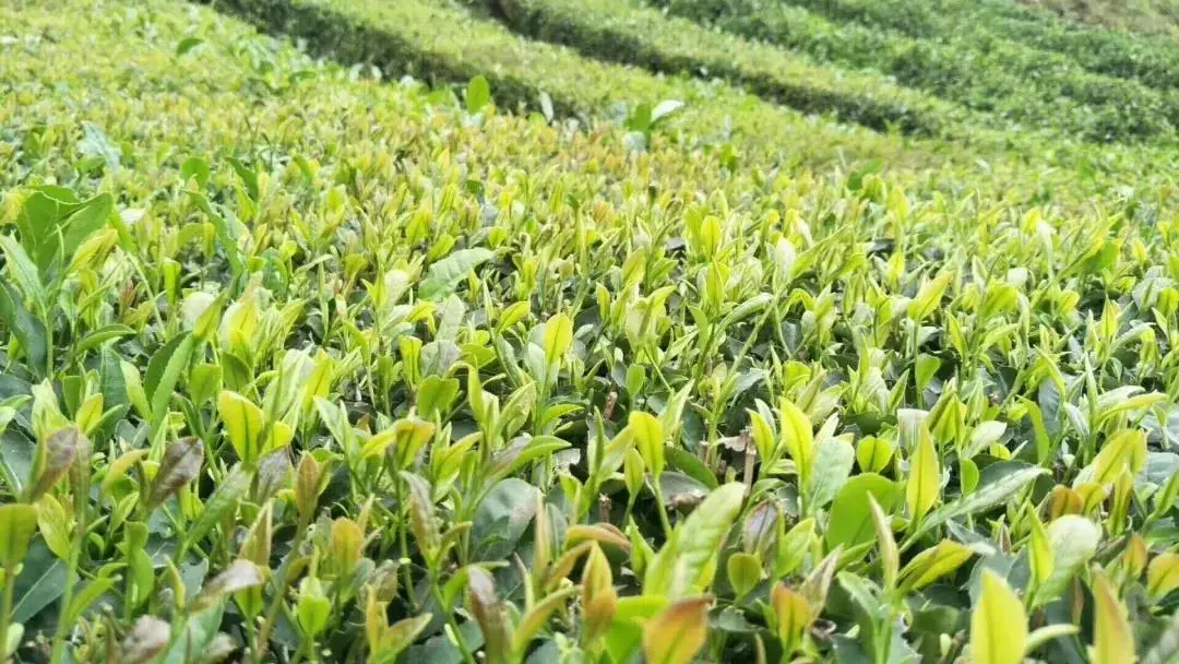 富硒藤茶就是藤茶吗