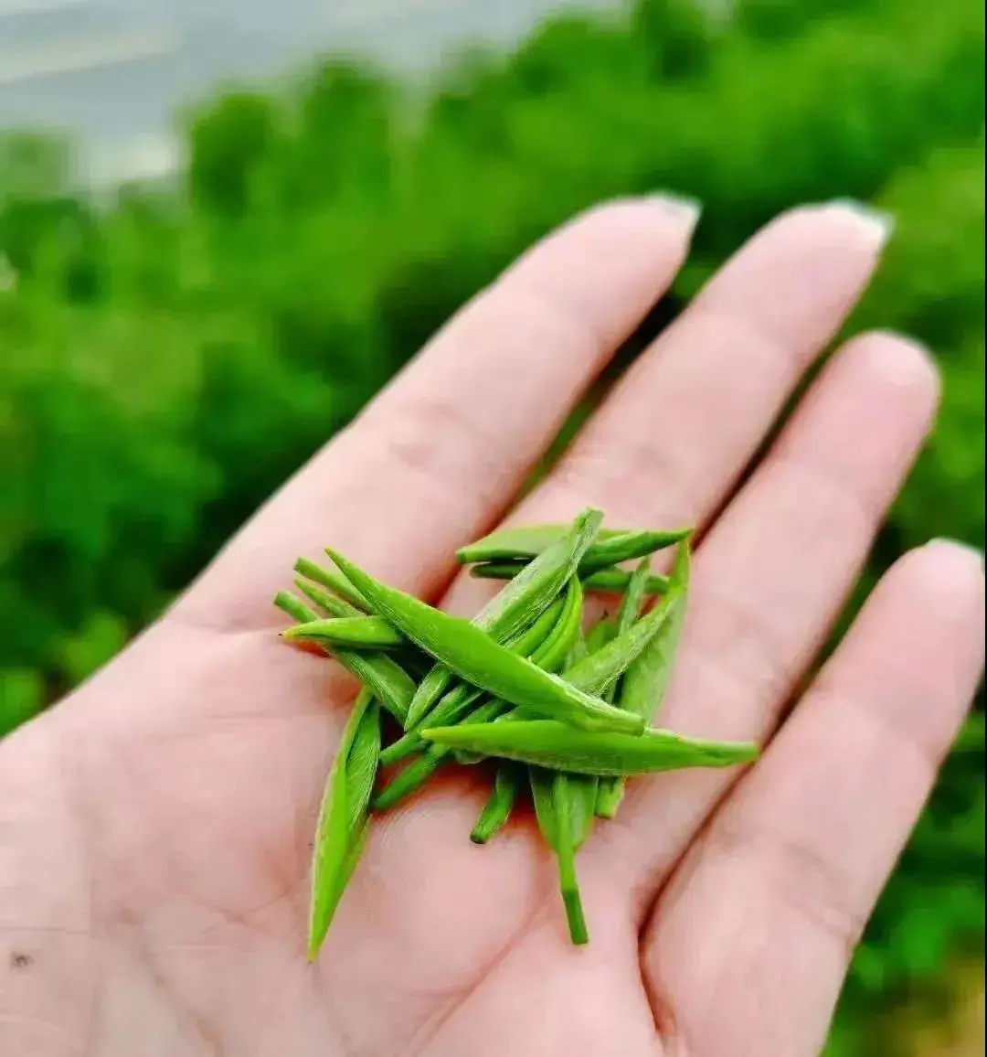 富硒藤茶就是藤茶吗