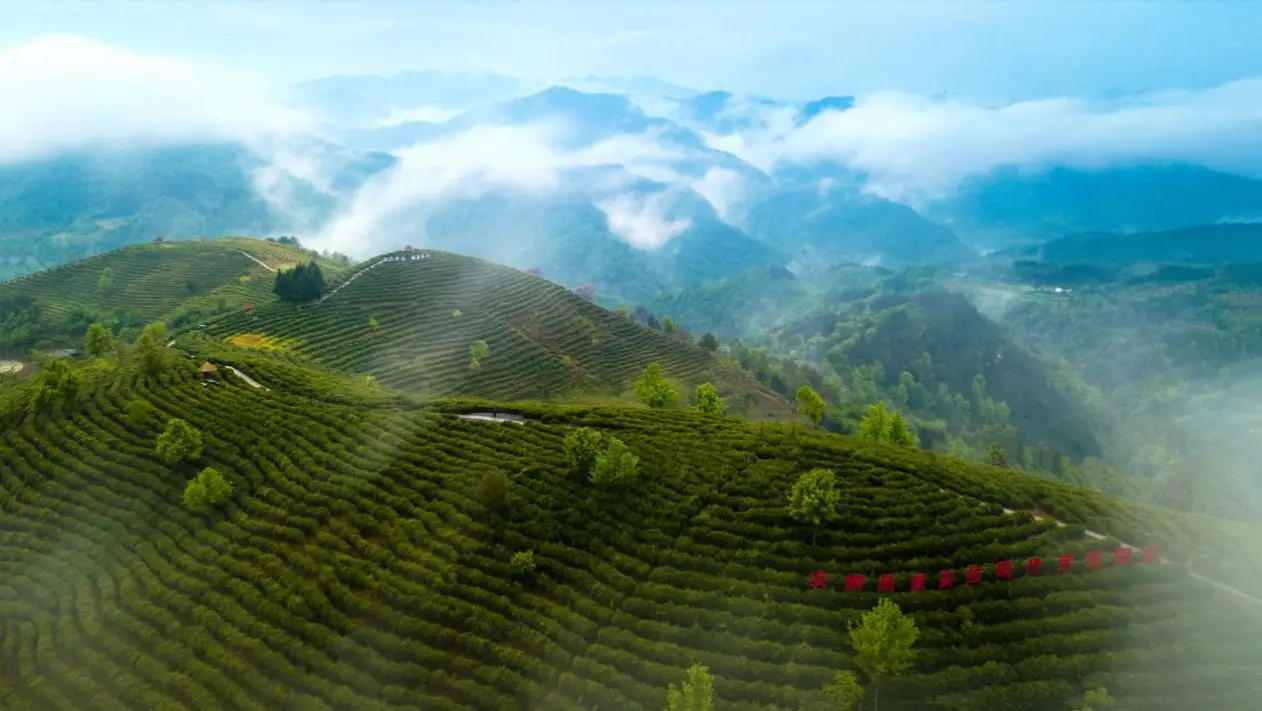 陕西安康汉阴富硒茶