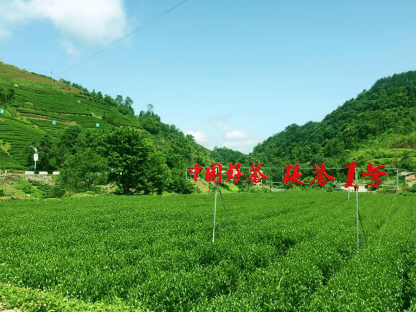 陕西安康汉阴富硒茶