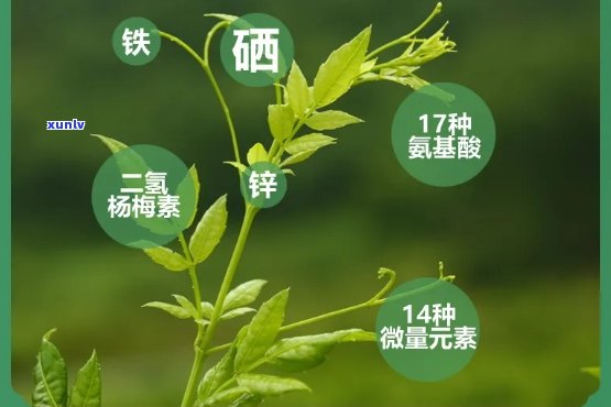 富硒藤茶的功效与作用禁忌全解