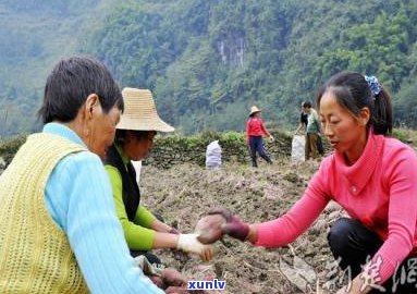 富硒藤茶的功效与作用禁忌全解