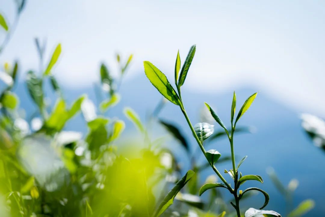 石台富硒茶是绿茶吗