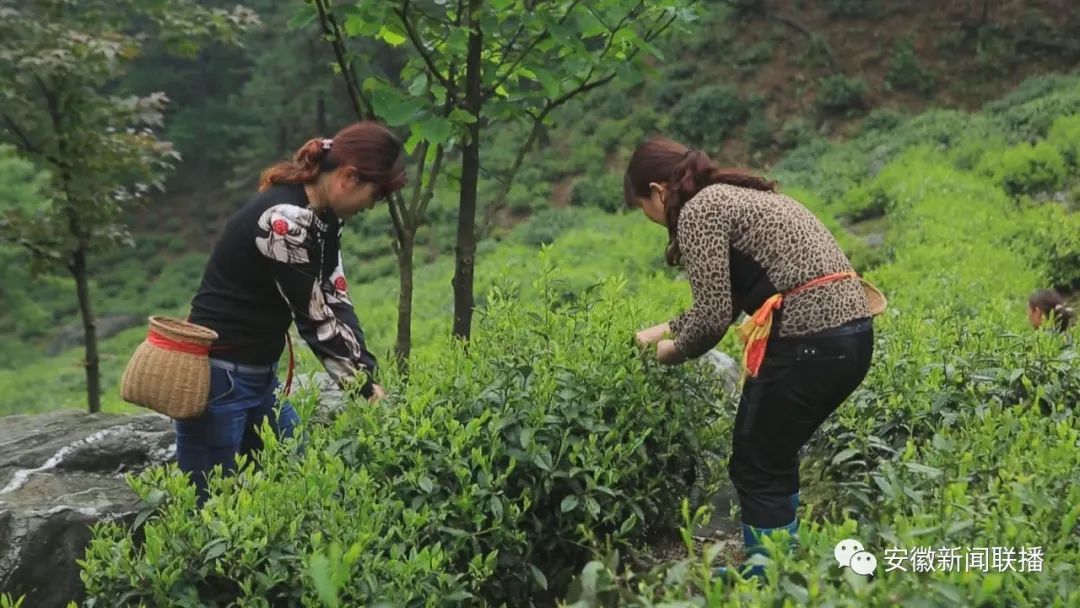 助农安徽石台富硒茶