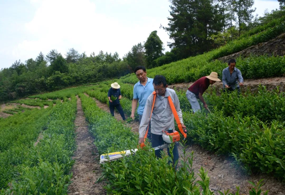 汉滨区马泥春富硒茶