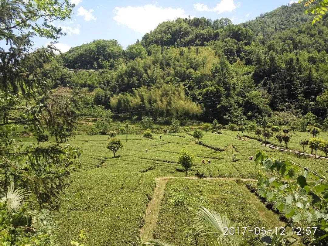 汉滨区马泥春富硒茶