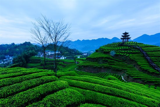 恩施富硒茶私人定制