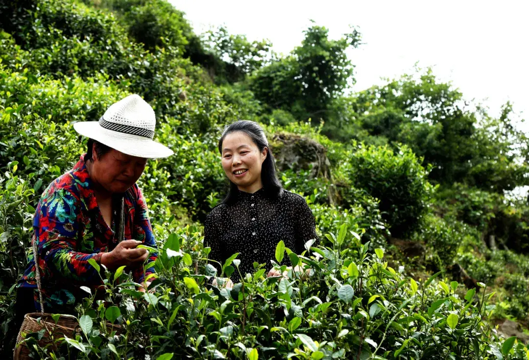 和平茶叶是富硒茶吗