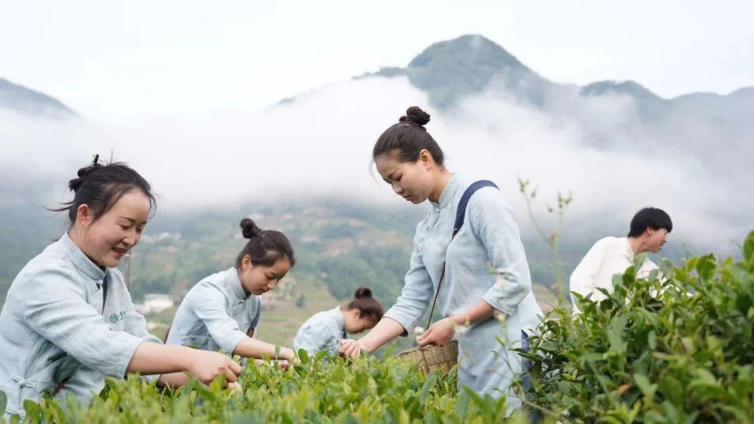 和平茶叶是富硒茶吗