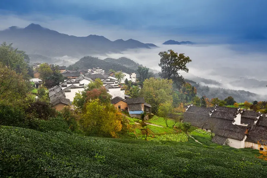 河南富硒普洱茶加工