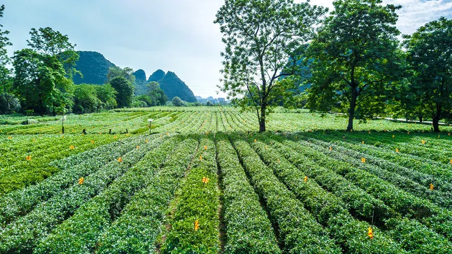 河南富硒普洱茶加工