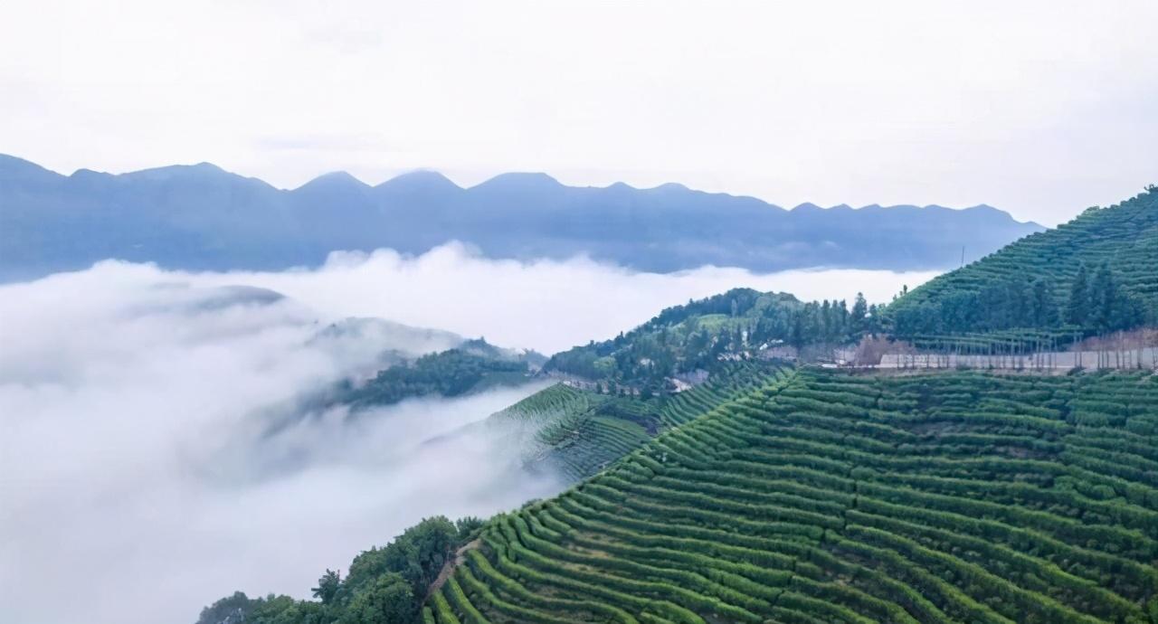 河南富硒普洱茶加工