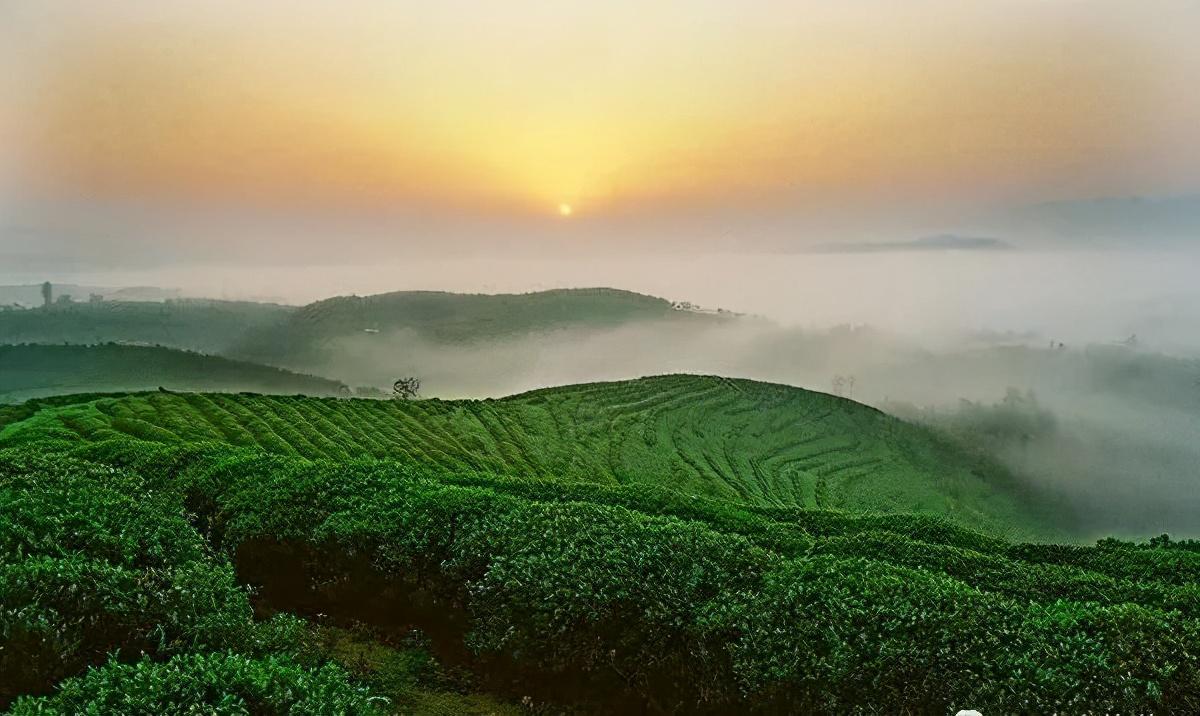 河南富硒普洱茶加工