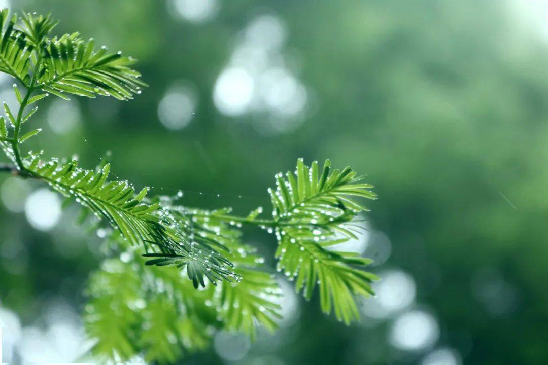 吃苹果补钙吗