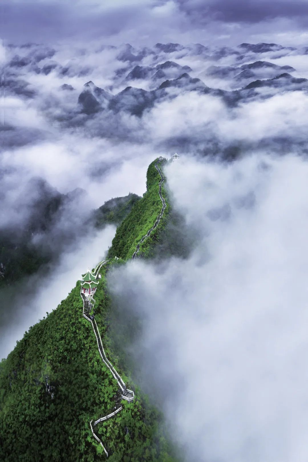 广西大藤峡 富硒茶