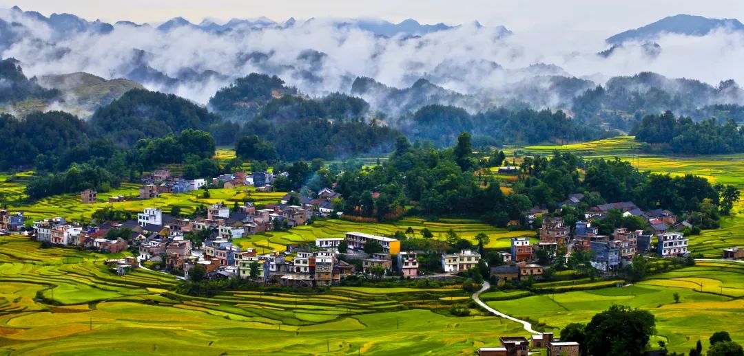 广西大藤峡 富硒茶