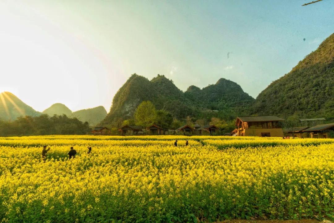 广西大藤峡 富硒茶