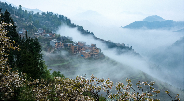 广西大藤峡 富硒茶