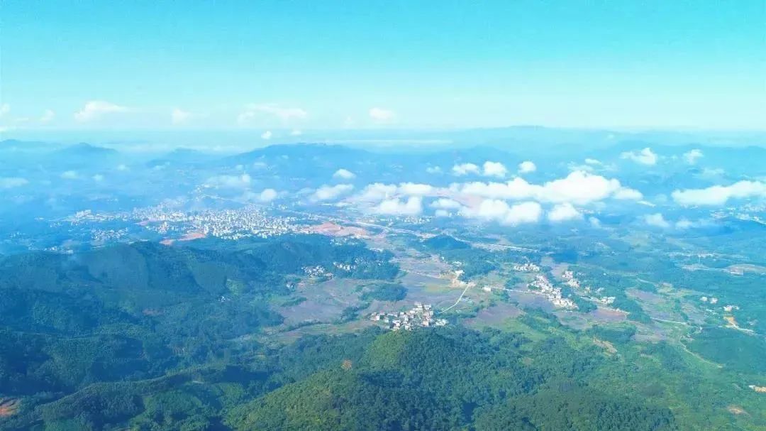 广西大藤峡 富硒茶