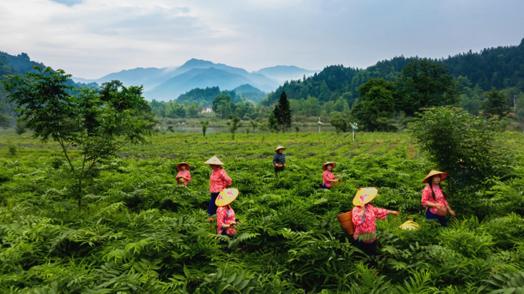 沩山富硒茶价格多少