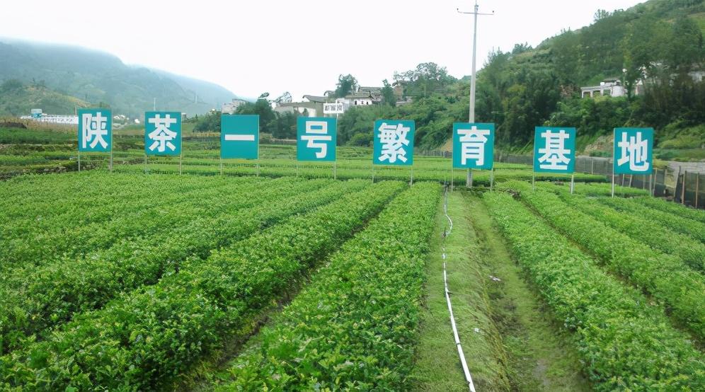 富硒茶和红茶哪个好