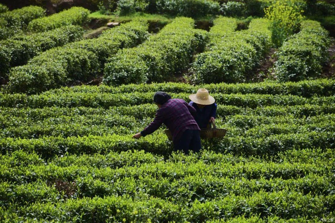 富硒茶和红茶哪个好