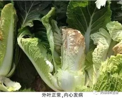 什么蔬菜最补钙