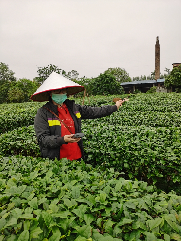 富硒茶对肥料的要求