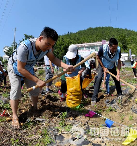 恩施富硒植物速溶茶