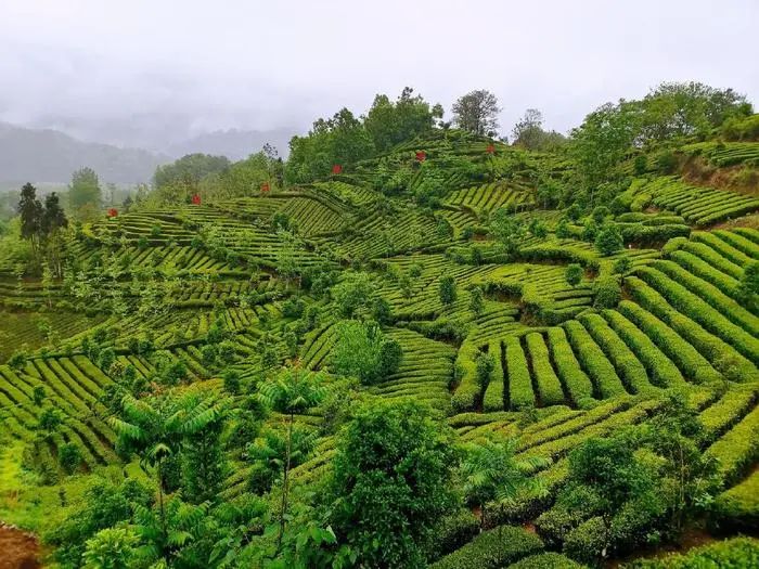 陕西富硒茶哪里有卖