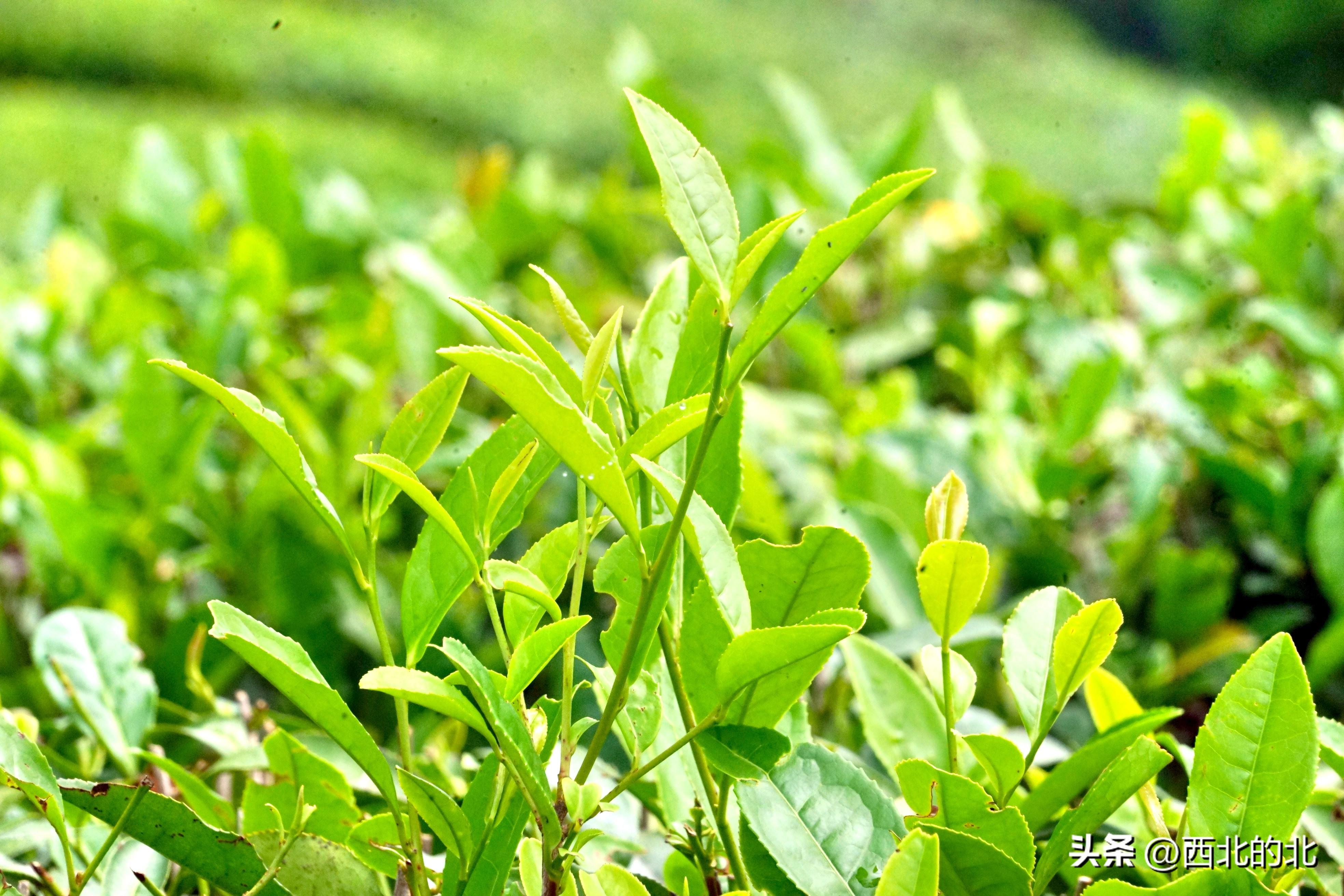 陕西安康富硒茶礼盒