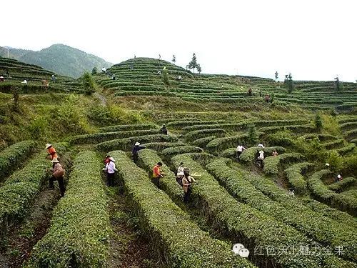 恩施富硒茶宣传标语