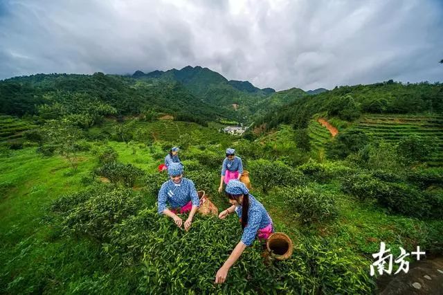 长寿富硒的茶有哪些