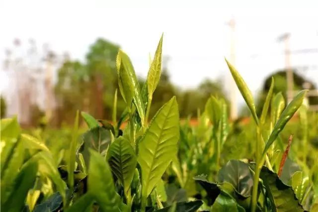 中国富锌富硒有机茶