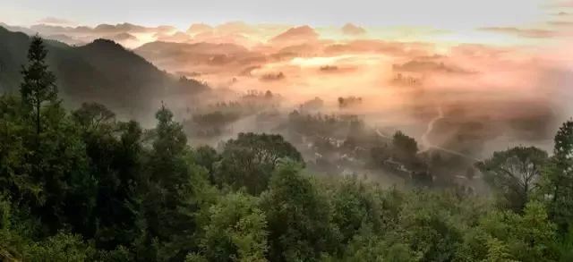 中国富锌富硒有机茶