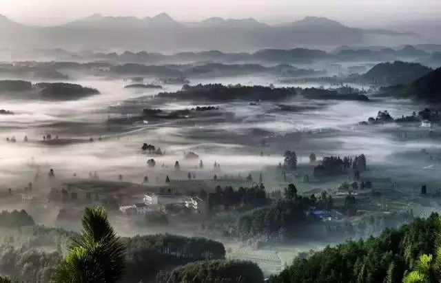 中国富锌富硒有机茶