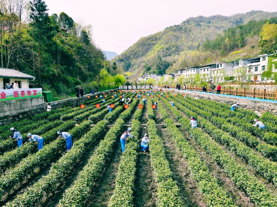 安康富硒茶白河春燕