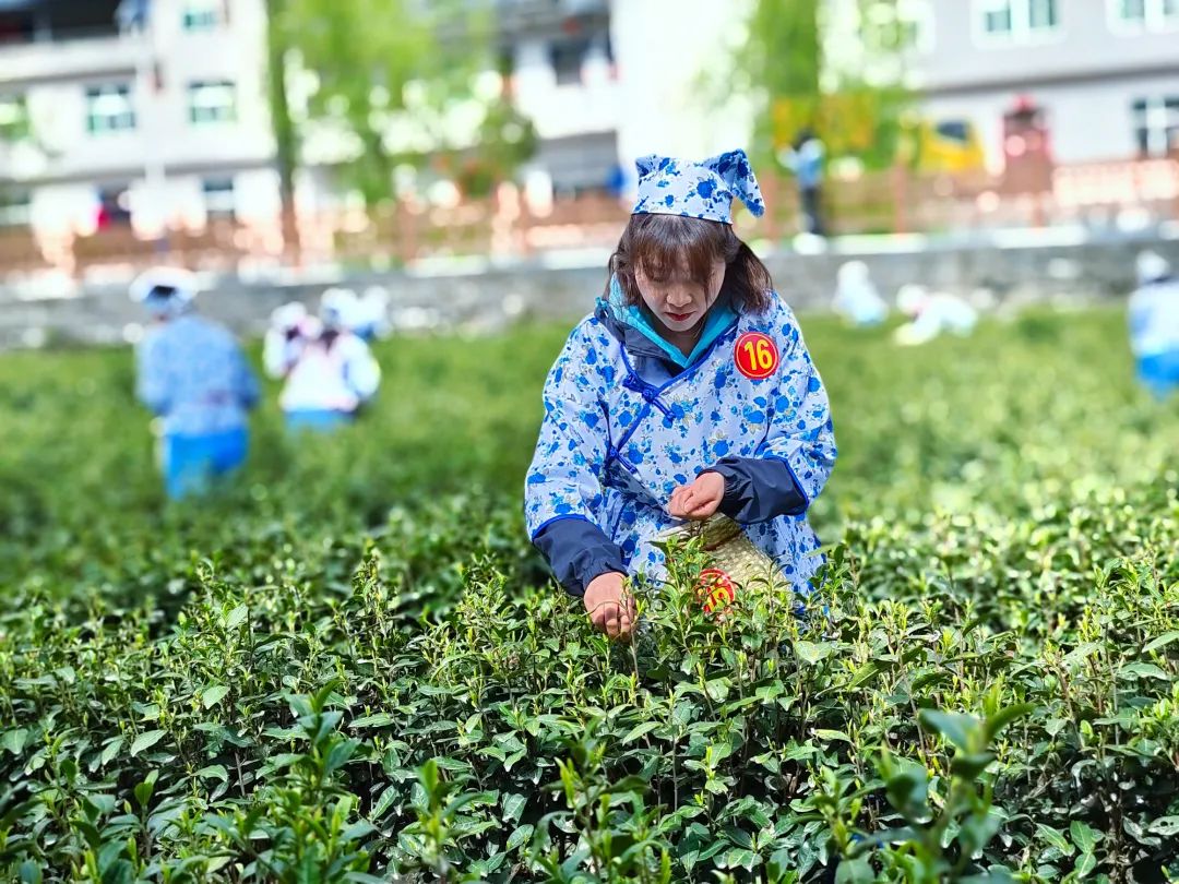 安康富硒茶白河春燕