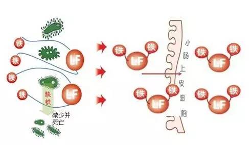 感冒期间可以补锌吗