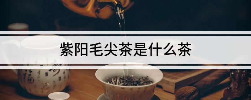 紫阳毛尖是富硒茶吗