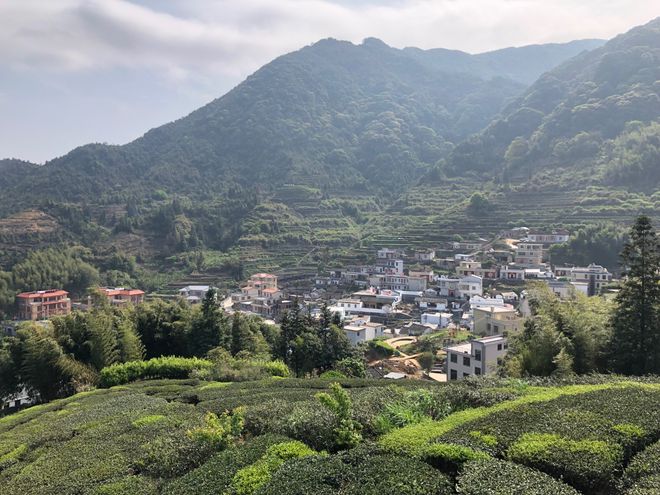 万亩红壤富硒有机茶