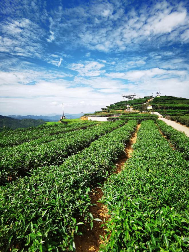 万亩红壤富硒有机茶