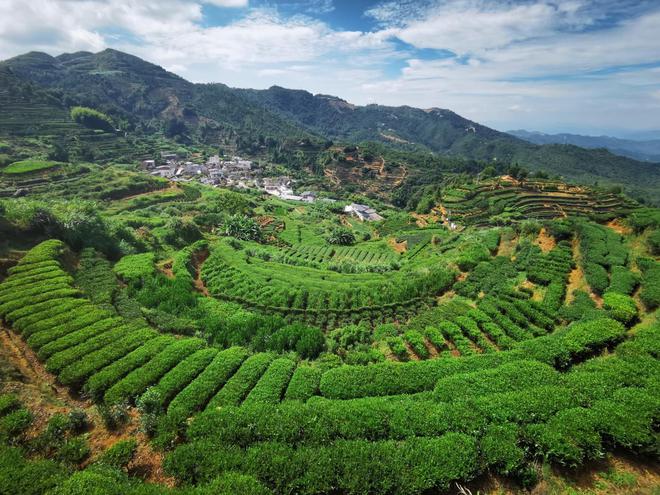 万亩红壤富硒有机茶